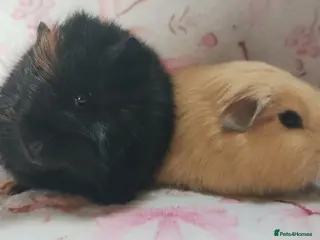 Guinea Pig rodents girl guinea pigs ready 26th April - Advert 9