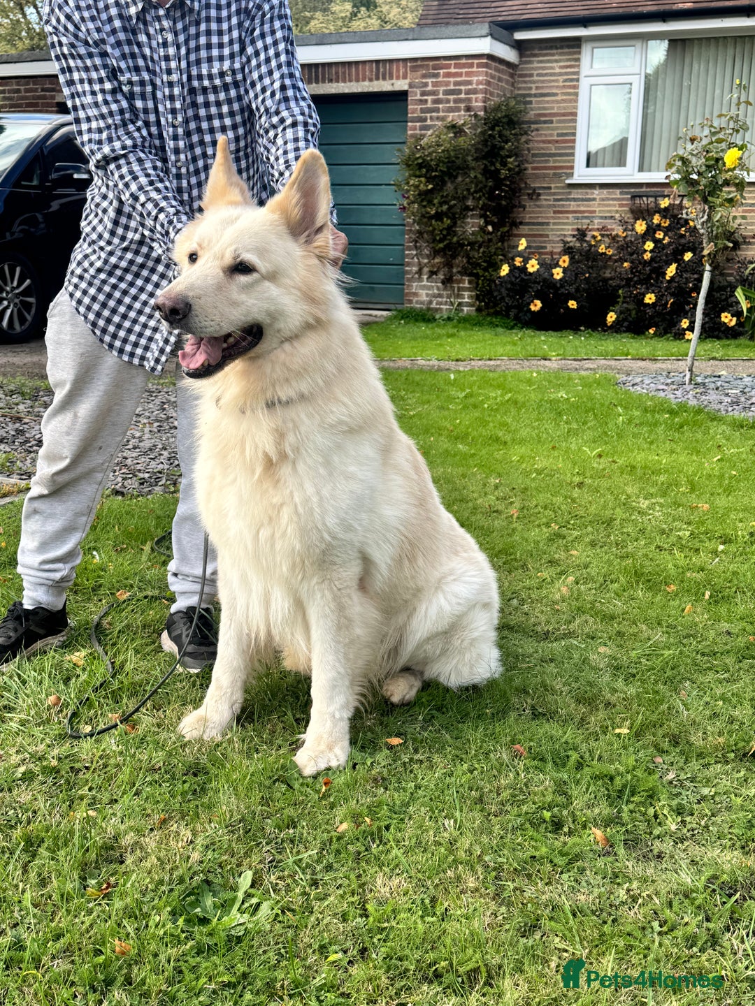 German Shepherd dogs for sale: KC REG STRAIGHT BACKED GSD PUPS COMING SOON!!! - Advert 3