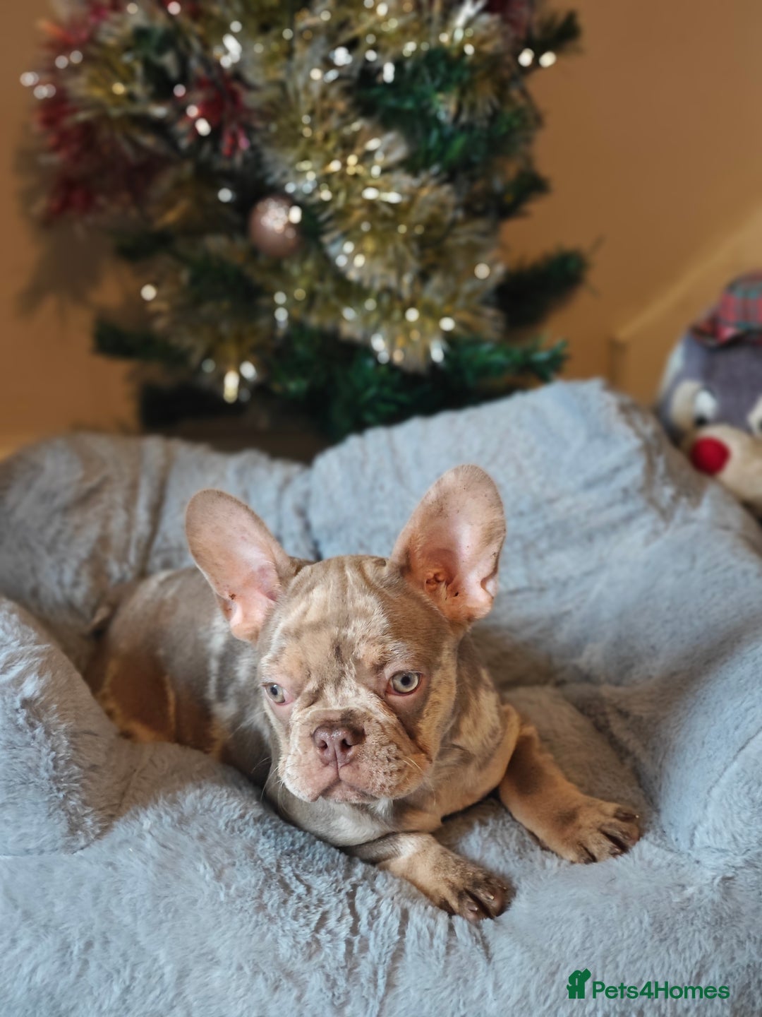 French Bulldog dogs for sale: Reduced Isabella and New Shade Isabella Puppies  - Advert 15