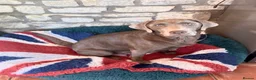 Labrador Retriever dogs for sale: Absolutely stunning Labrador puppies for sale - Advert 2