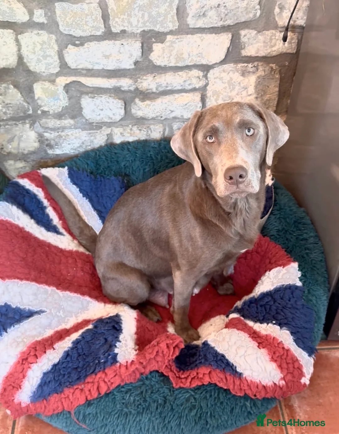 Labrador Retriever dogs for sale: Absolutely stunning Labrador puppies for sale - Advert 2