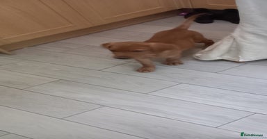 Labrador Retriever dogs - Advert 2