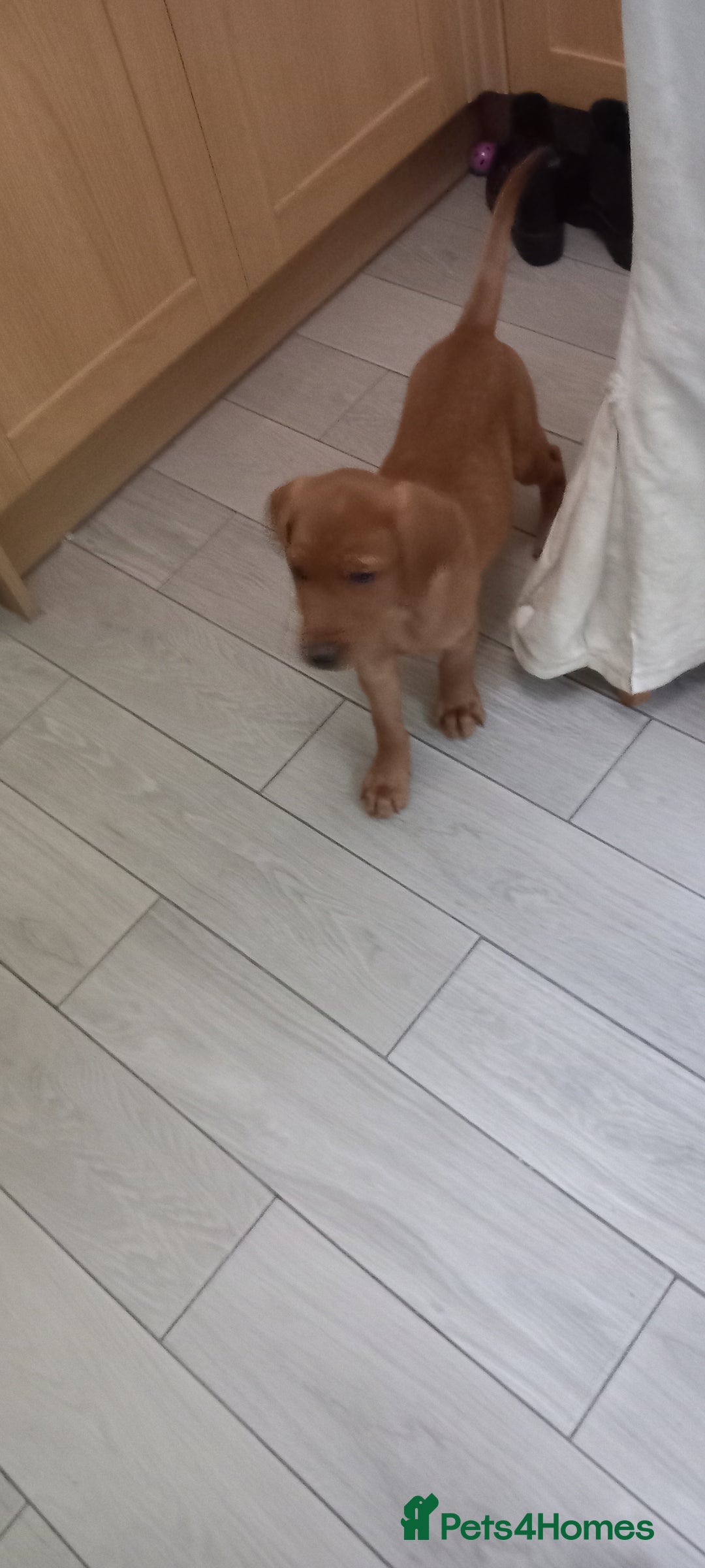 Labrador Retriever dogs for sale: KC REG FOX RED LABRADOR PUPPIES FOR SALE - Image 2