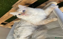 Ragdoll cats for stud: Flame point Ragdoll STUD GCCF & TICA in Pontypridd - Image 7