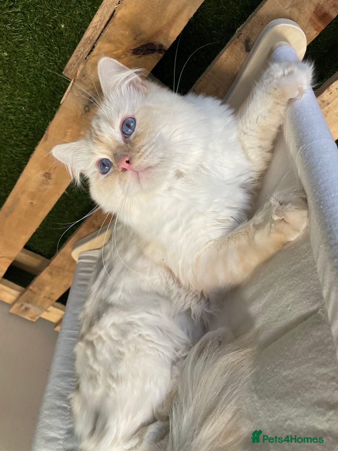 Ragdoll cats for stud: Flame point Ragdoll STUD GCCF & TICA in Pontypridd - Image 7