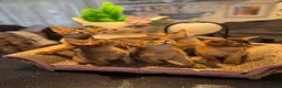 Abyssinian cats for sale: Five Abyssinian kittens with lots of love to give - Advert 11