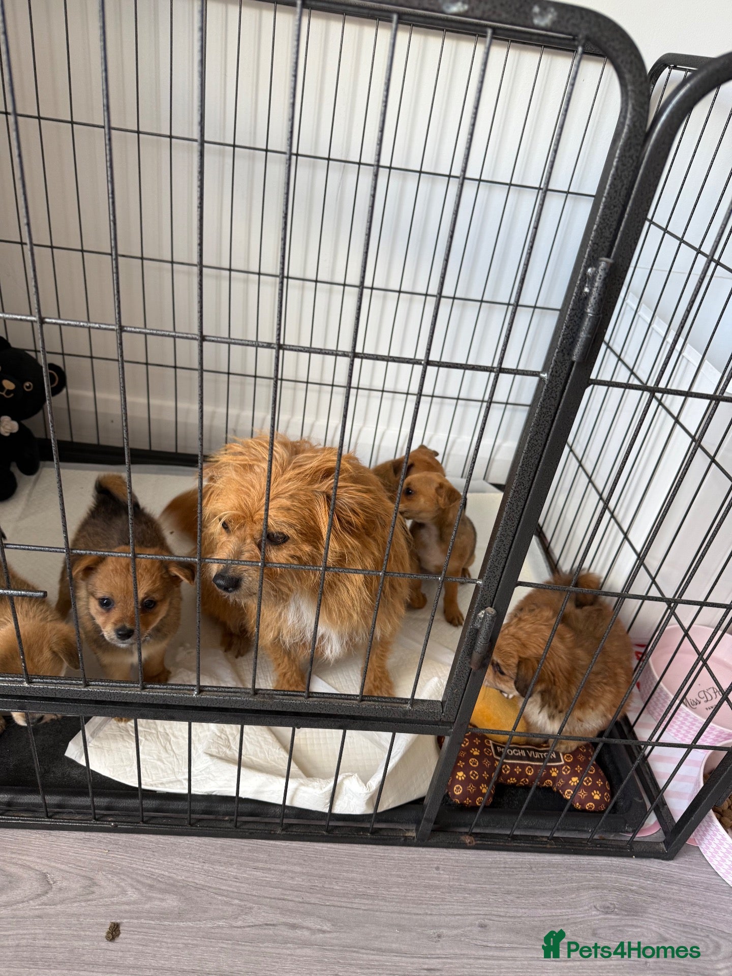 Mixed Breed dogs 5 LEFT Norfolk terrier x Pomeranians READY NOW  - Advert 2