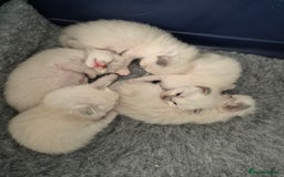 Ragdoll cats for sale: Ragdoll babies ready September ❤️ 1 boy left  - Image 14