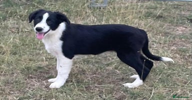 Border Collie dogs in Witney - Advert 7