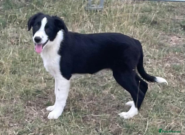 Border Collie dogs in Witney - Advert 3