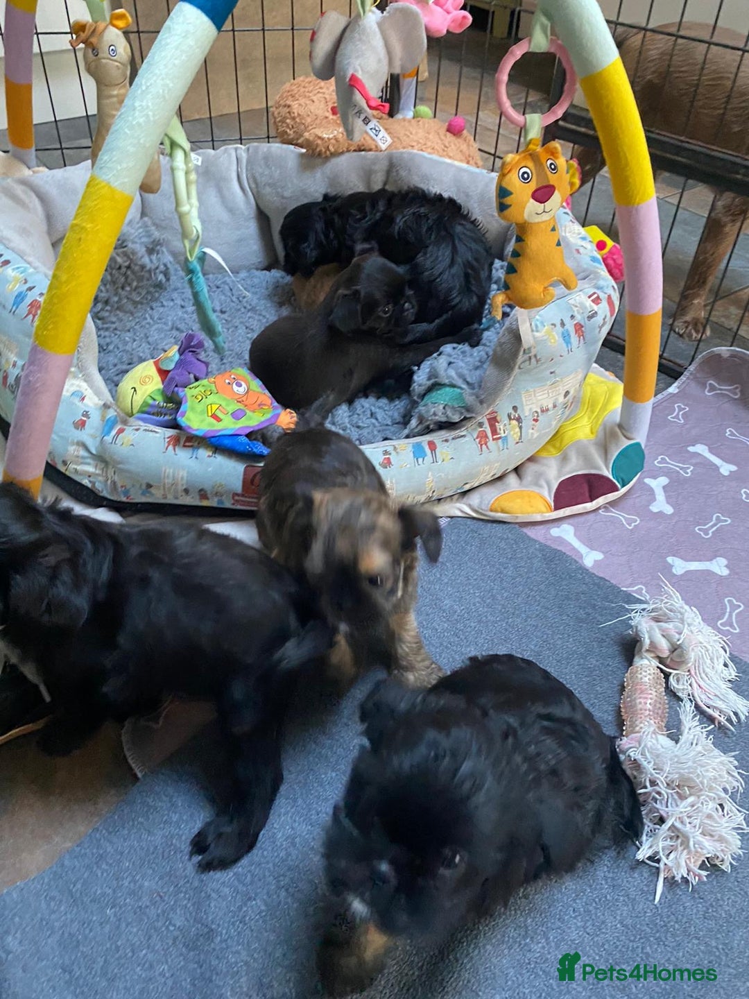 Griffon Bruxellois dogs for sale: New Kids on the Block - Image 11