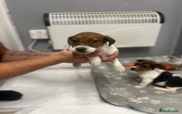 Jack Russell dogs for sale: 5 jack Russel puppies  - Image 16