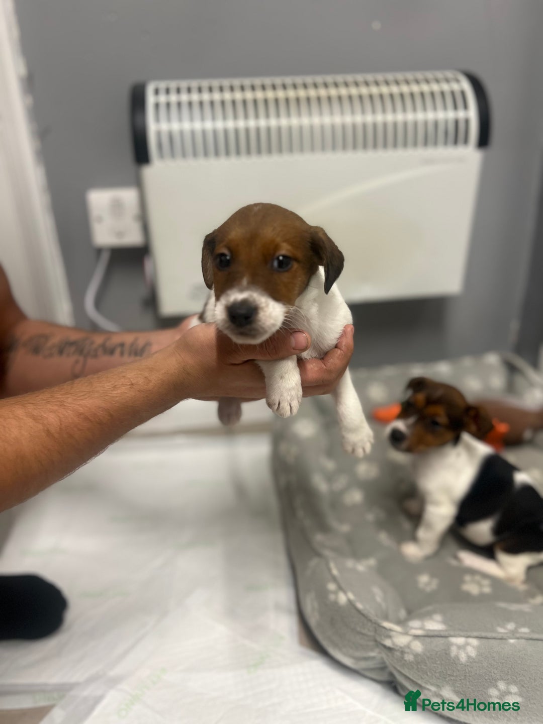 Jack Russell dogs for sale: 5 jack Russel puppies  - Image 16