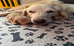 Mini Goldendoodle dogs for sale: Stunning F1 Mini Goldendoodles  - Image 1