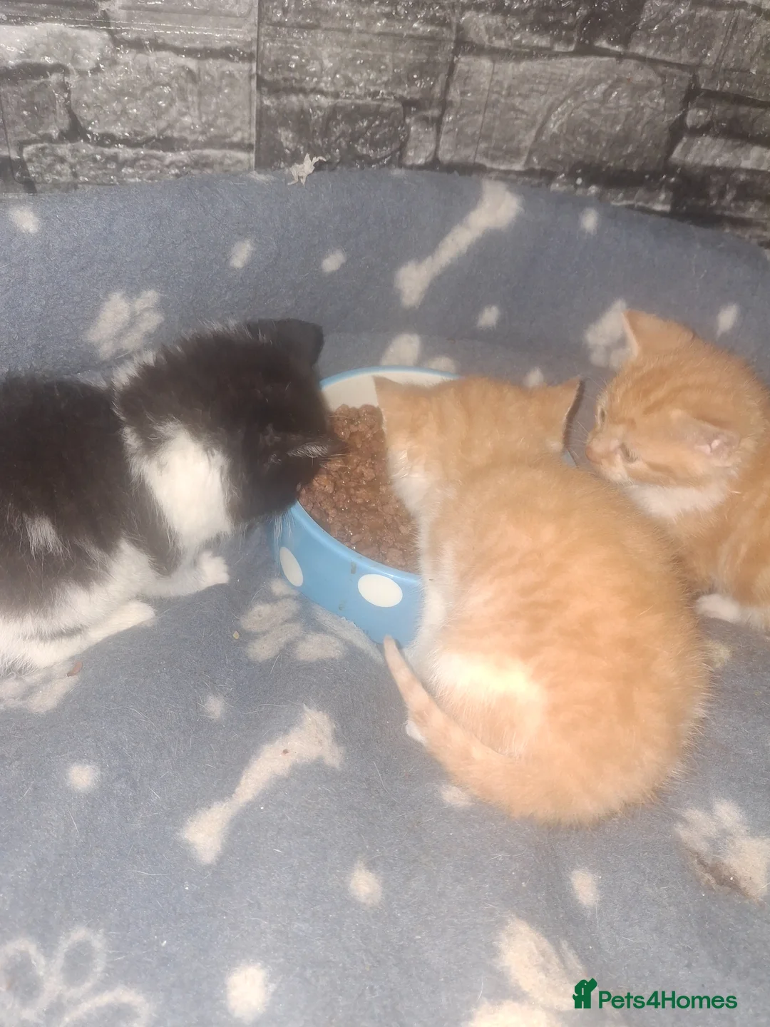 American Shorthair cats for sale: Little fur babies  - Advert 2