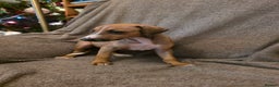 Mixed Breed dogs for sale: Italian Greyhound x Bull Greyhound Puppies - Advert 13