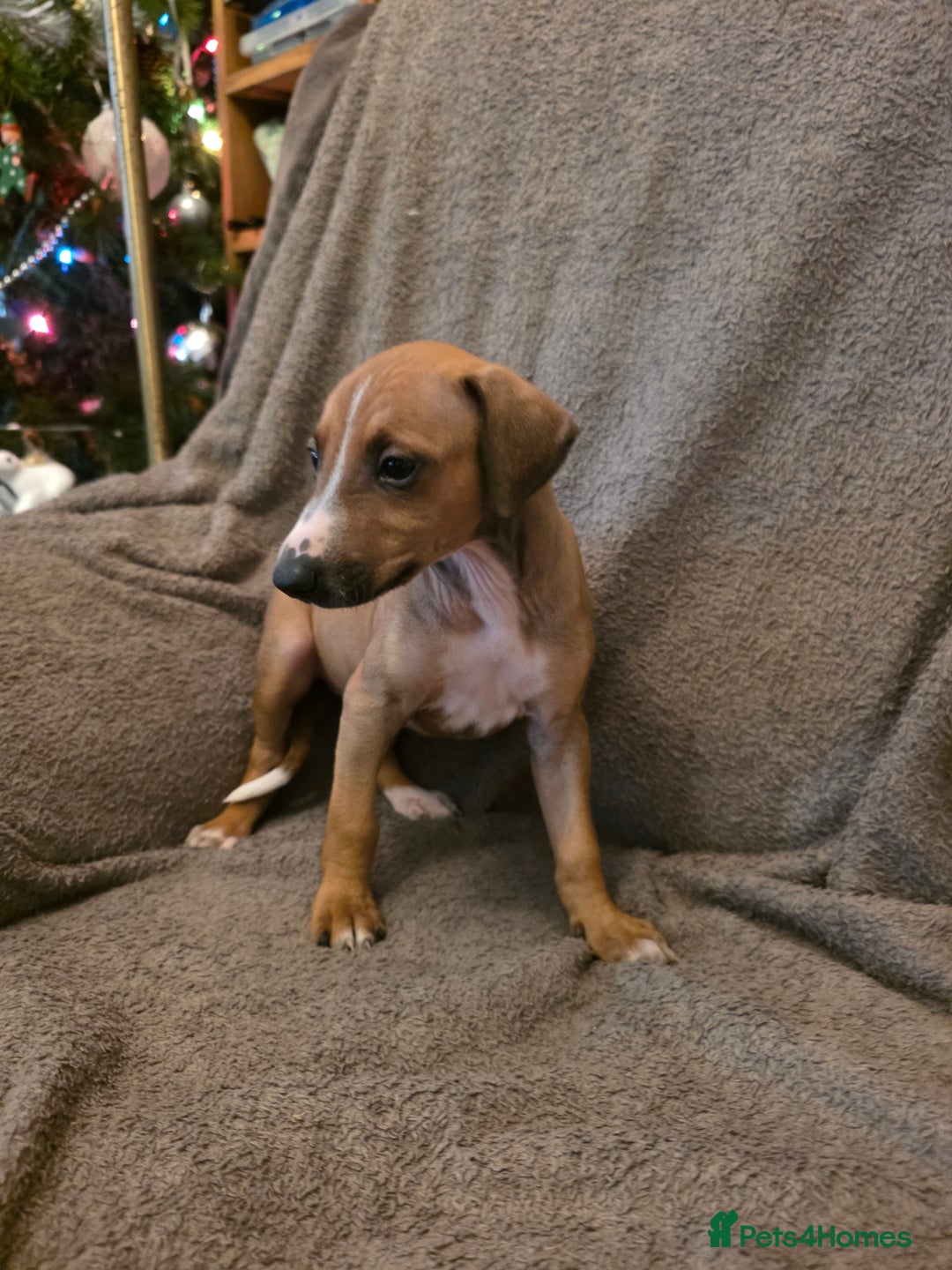Mixed Breed dogs for sale: Italian Greyhound x Bull Greyhound Puppies - Advert 13