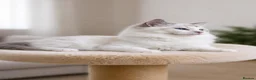 Ragdoll cats for sale: Beautiful Tica Registered Kittens Ragdoll - Advert 7