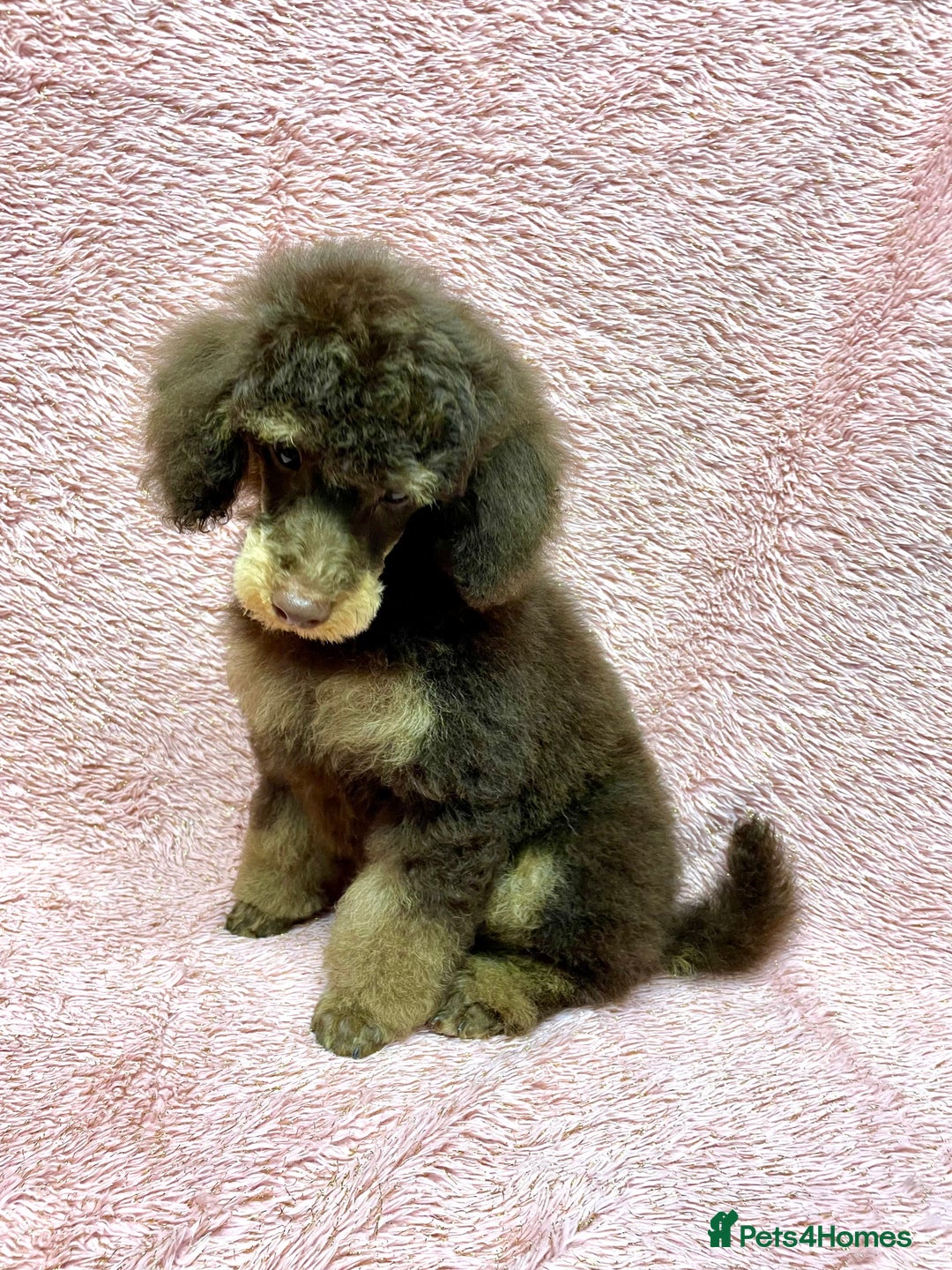 Toy Poodle dogs for sale: KC CHOCOLATE/TAN TOY POODLE  - Advert 3