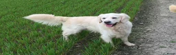 Golden Retriever dogs for sale: KC reg Golden retriever puppies 5* licence - Advert 30