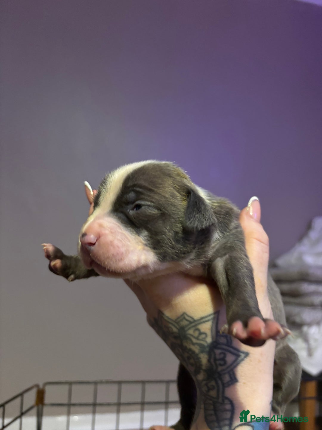 Staffordshire Bull Terrier dogs for sale: Staffy pups  - Advert 7