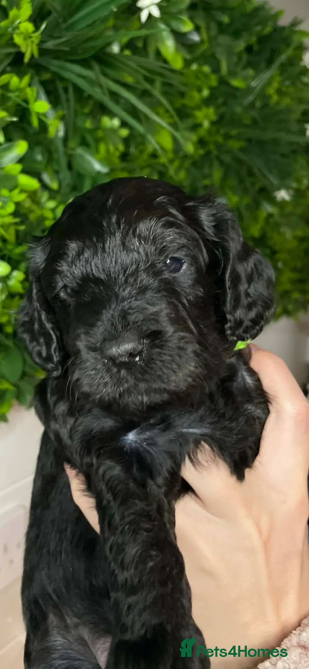 Cockapoo dogs for sale: 🐶Handsome Cockapoo pups🐶 - Advert 1