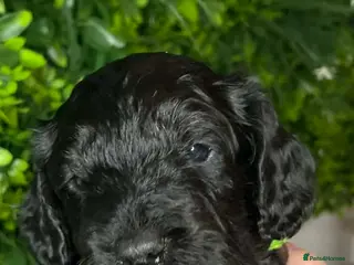 Cockapoo dogs 🐶Handsome Cockapoo pups🐶 - Advert 13