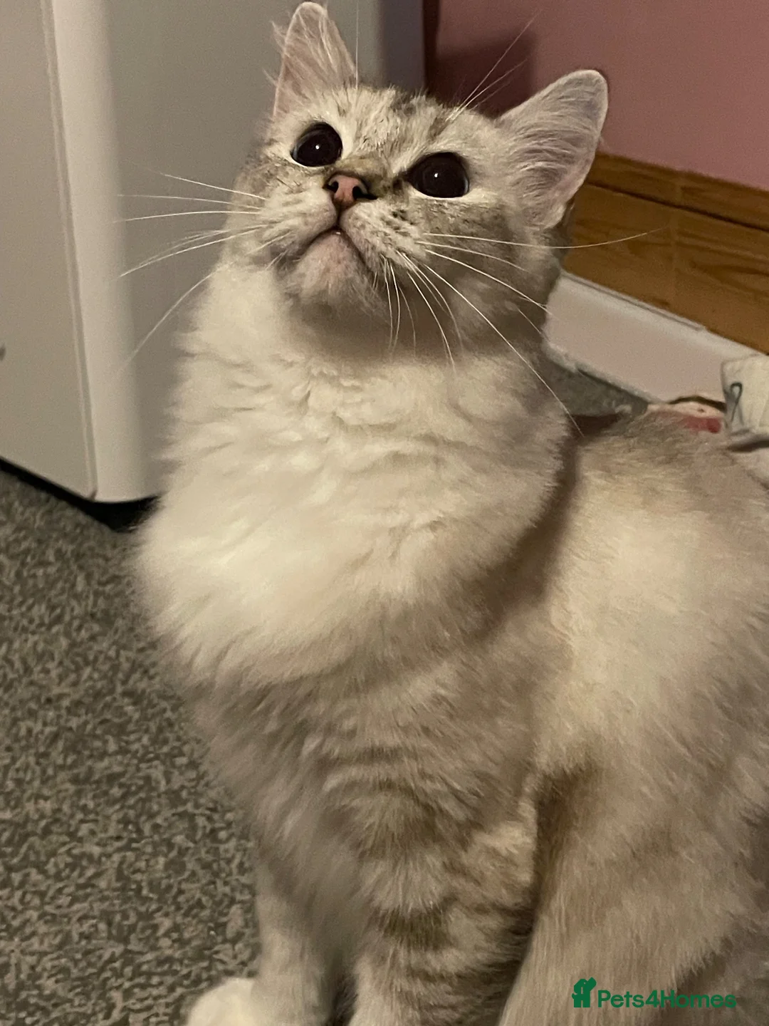 Ragdoll cats for sale: Beautiful GCCF Ragdoll - Advert 2