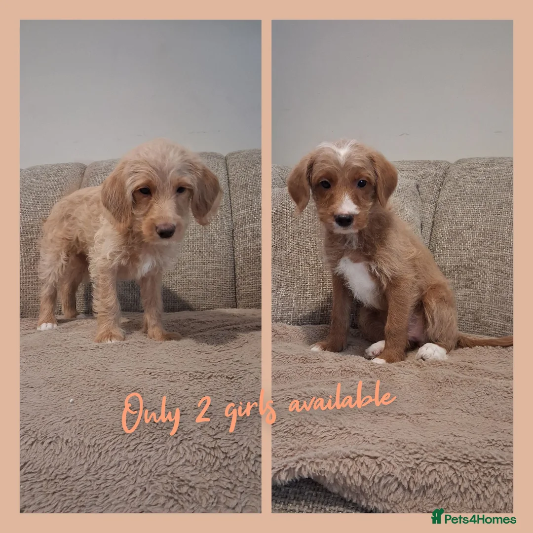 Australian Labradoodle dogs for sale: Ready to leave - Advert 1