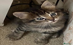 Mixed Breed cats for sale: Gorgeous tabby kittens (ONLY 1 LEFT) - Image 28