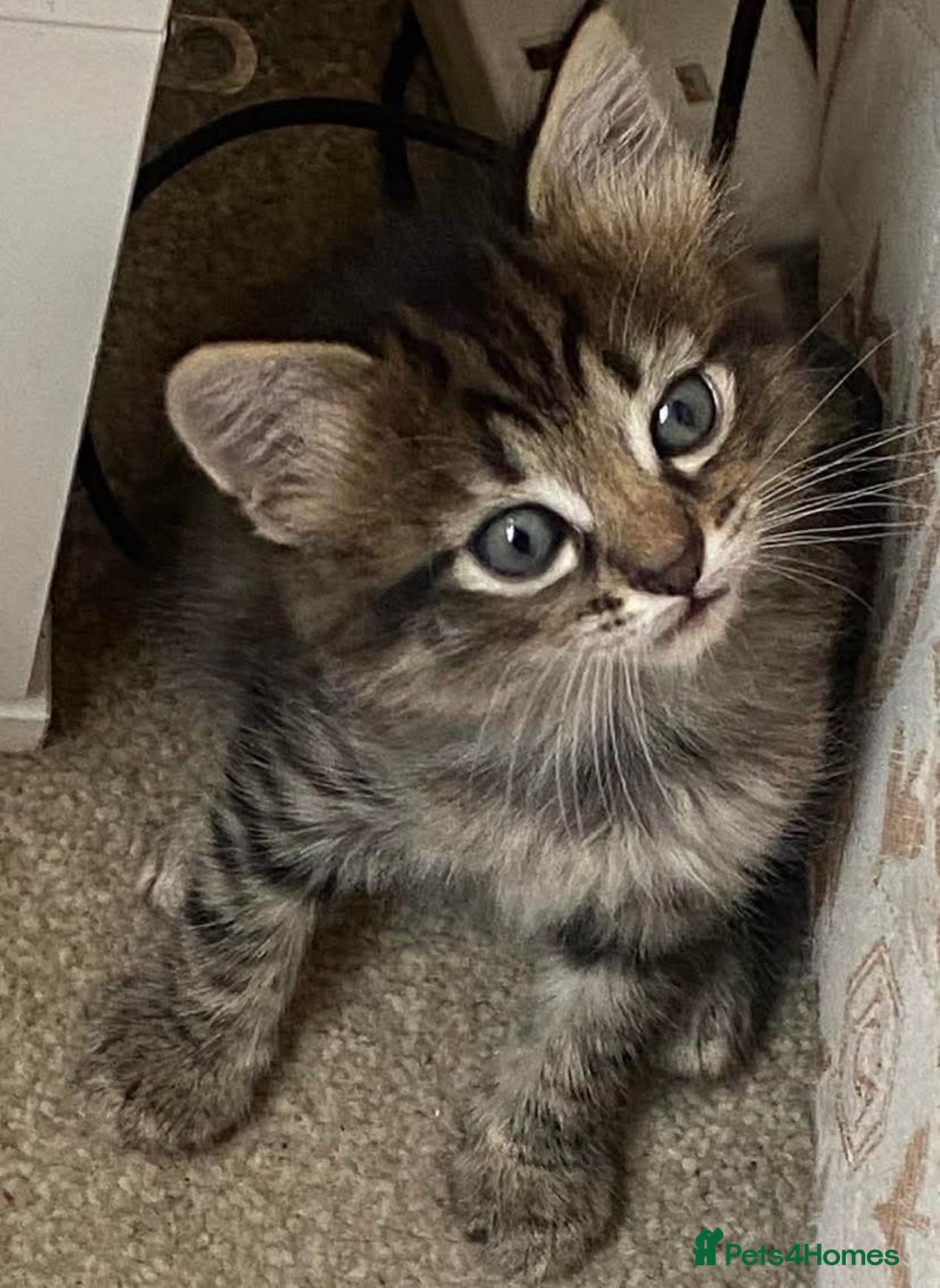 Mixed Breed cats for sale: Gorgeous tabby kittens (ONLY 1 LEFT) - Image 28
