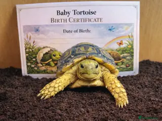 Tortoise reptiles for sale: BABY LEOPARD TORTOISES & SET UPS AVAILABLE NOW - Advert 1