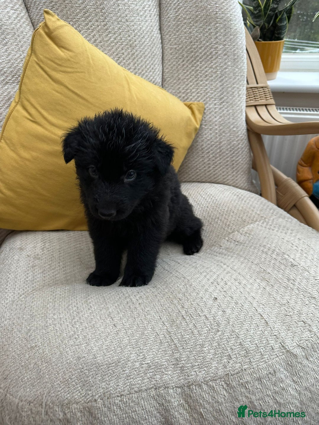 German Shepherd dogs for sale: GSD puppies - Advert 19