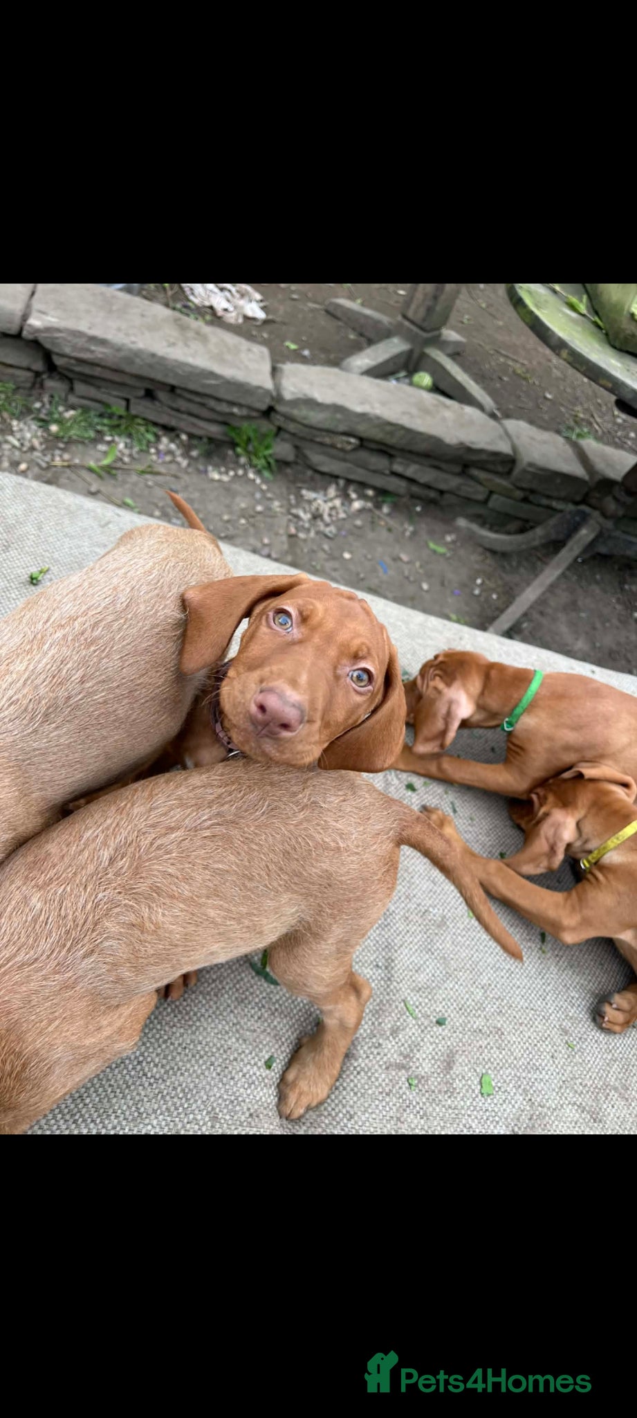 Hungarian Vizsla dogs Beautiful Hungarian Vizsla Puppies-Family Raised - Advert 3