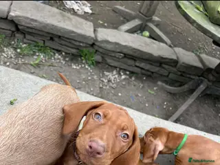 Hungarian Vizsla dogs Beautiful Hungarian Vizsla Puppies-Family Raised - Advert 3