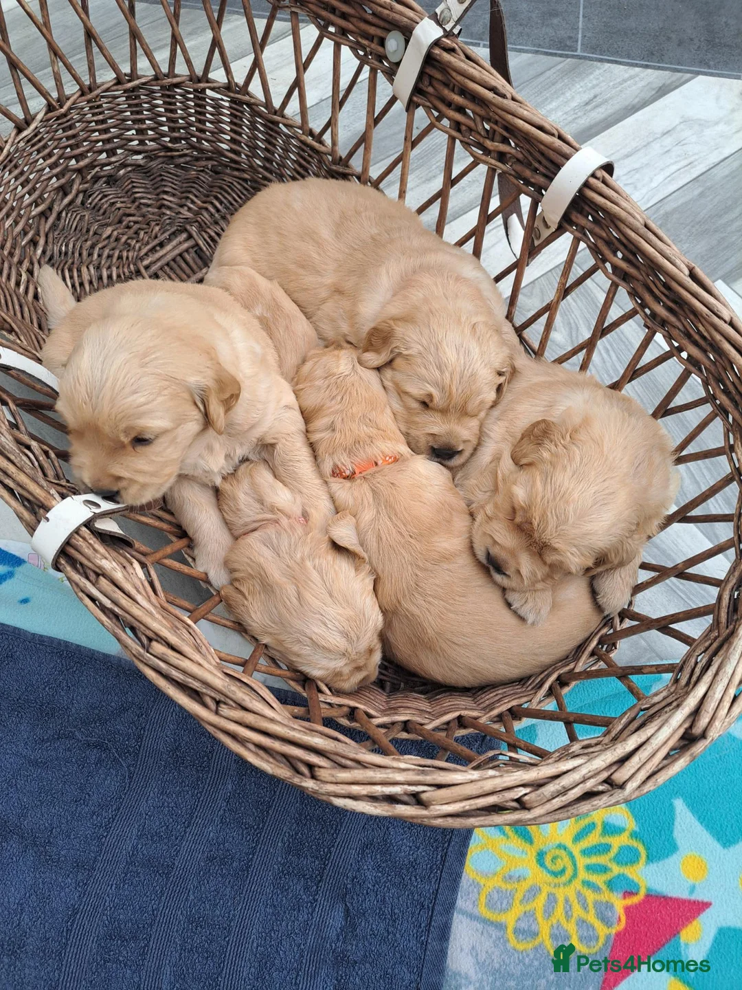 Golden Retriever dogs for sale: Golden Retriever Puppies looking for new homes in Ascot - Advert 2
