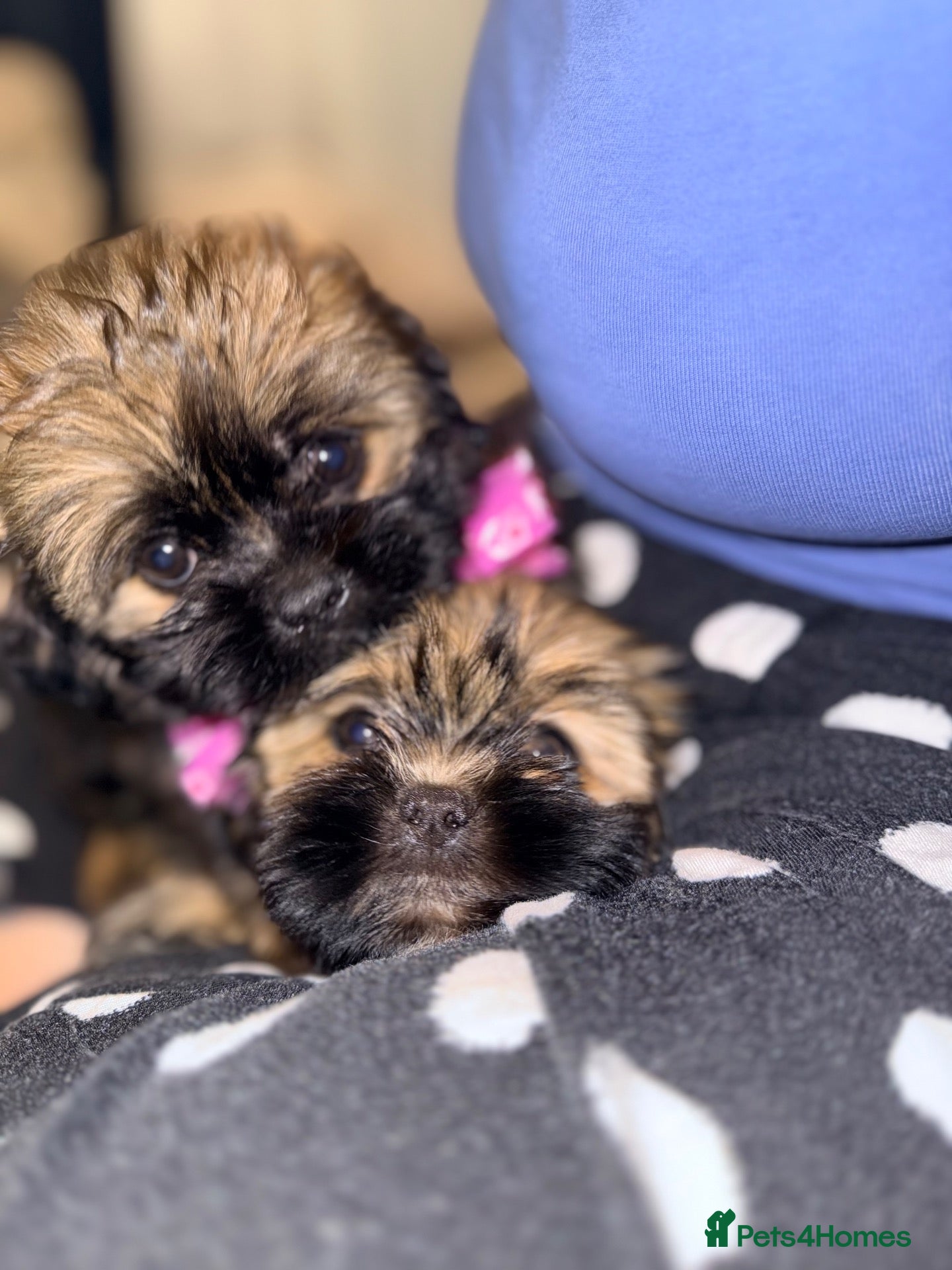 Shih Tzu dogs ✨✨Beautiful Shih TzuPuppies ✨✨ 🍯🌰🍪🧁🧸🐶 - Advert 2