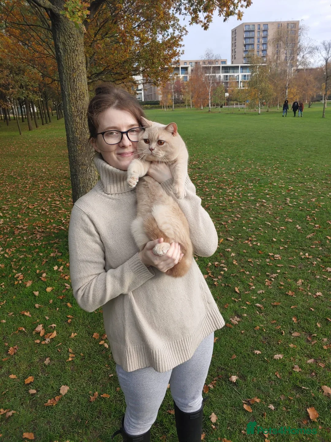 British Shorthair cats for stud: Cream British Shorthair For Stud - Advert 8