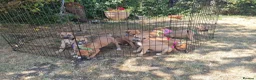 Lurcher dogs for sale: Lurcher pups  in Sturminster Newton - Advert 15
