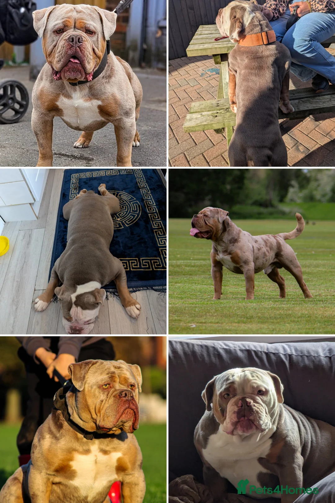 Olde English Bulldogge dogs for sale: Olde English bulldogge - Advert 1