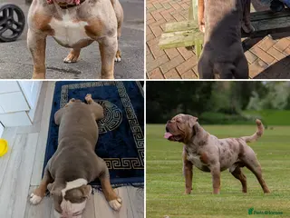 Olde English Bulldogge dogs Olde English bulldogge - Advert 1