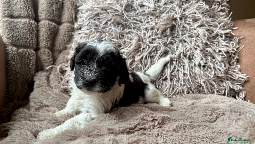Lhasapoo dogs for sale: *****only 1 girl and 2 boys left ***** - Image 8