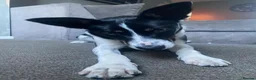 Border Collie dogs for sale: Nova the collie in Dewsbury - Advert 1