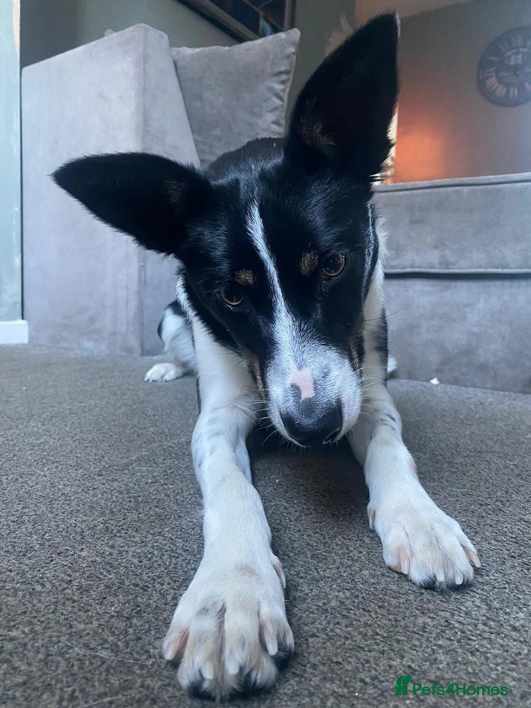 Border Collie dogs for sale: Nova the collie in Dewsbury - Advert 1
