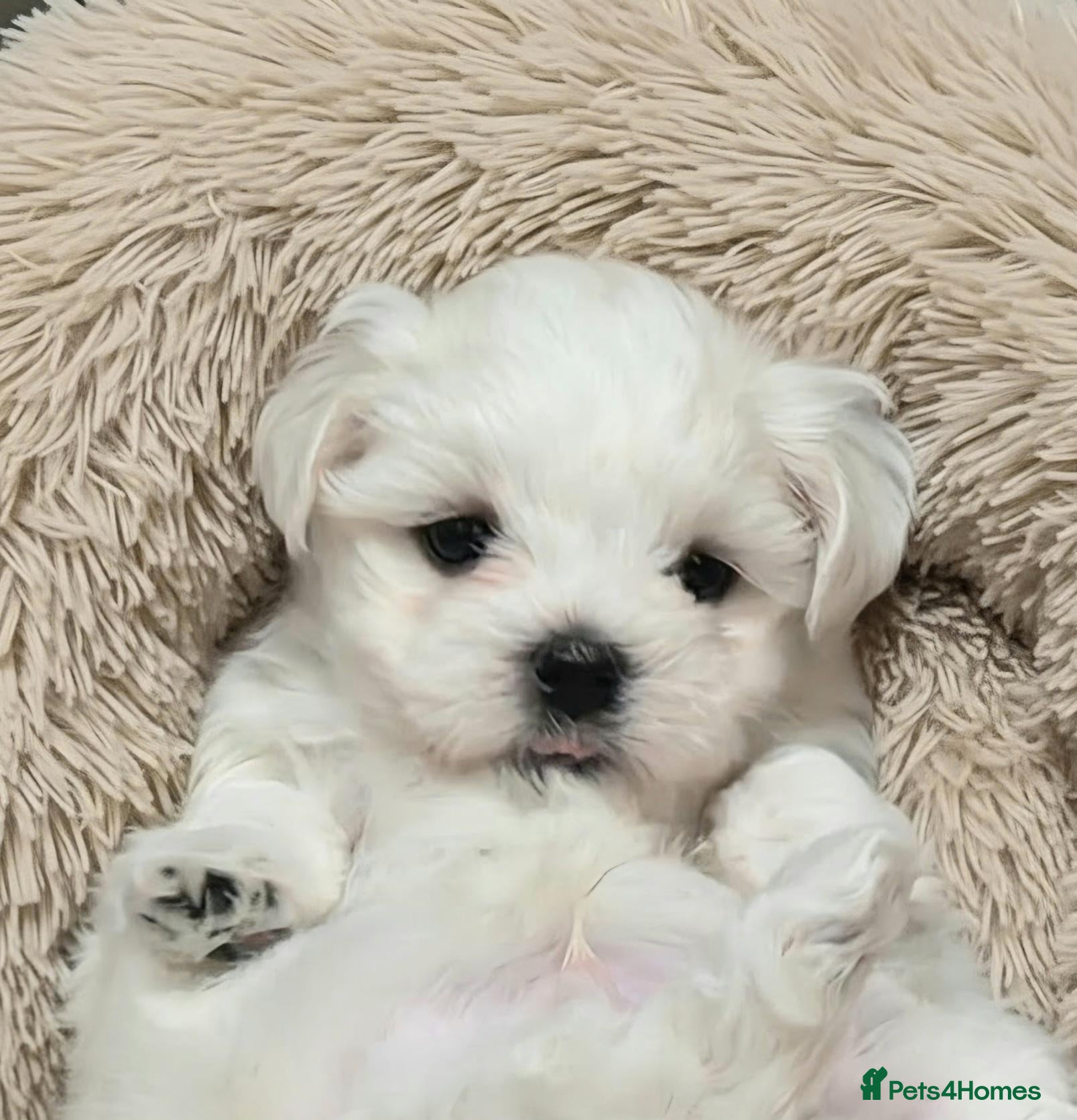 Maltese dogs Adorable Korean Matlese Puppies - Advert 2