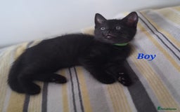 Domestic Shorthair cats for sale: 7 beautiful kittens!!!🐈‍⬛🐈‍⬛🐈‍⬛ - Image 24