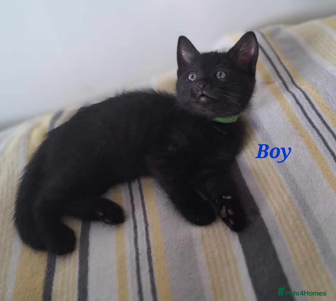 Domestic Shorthair cats for sale: 7 beautiful kittens!!!🐈‍⬛🐈‍⬛🐈‍⬛ - Image 24