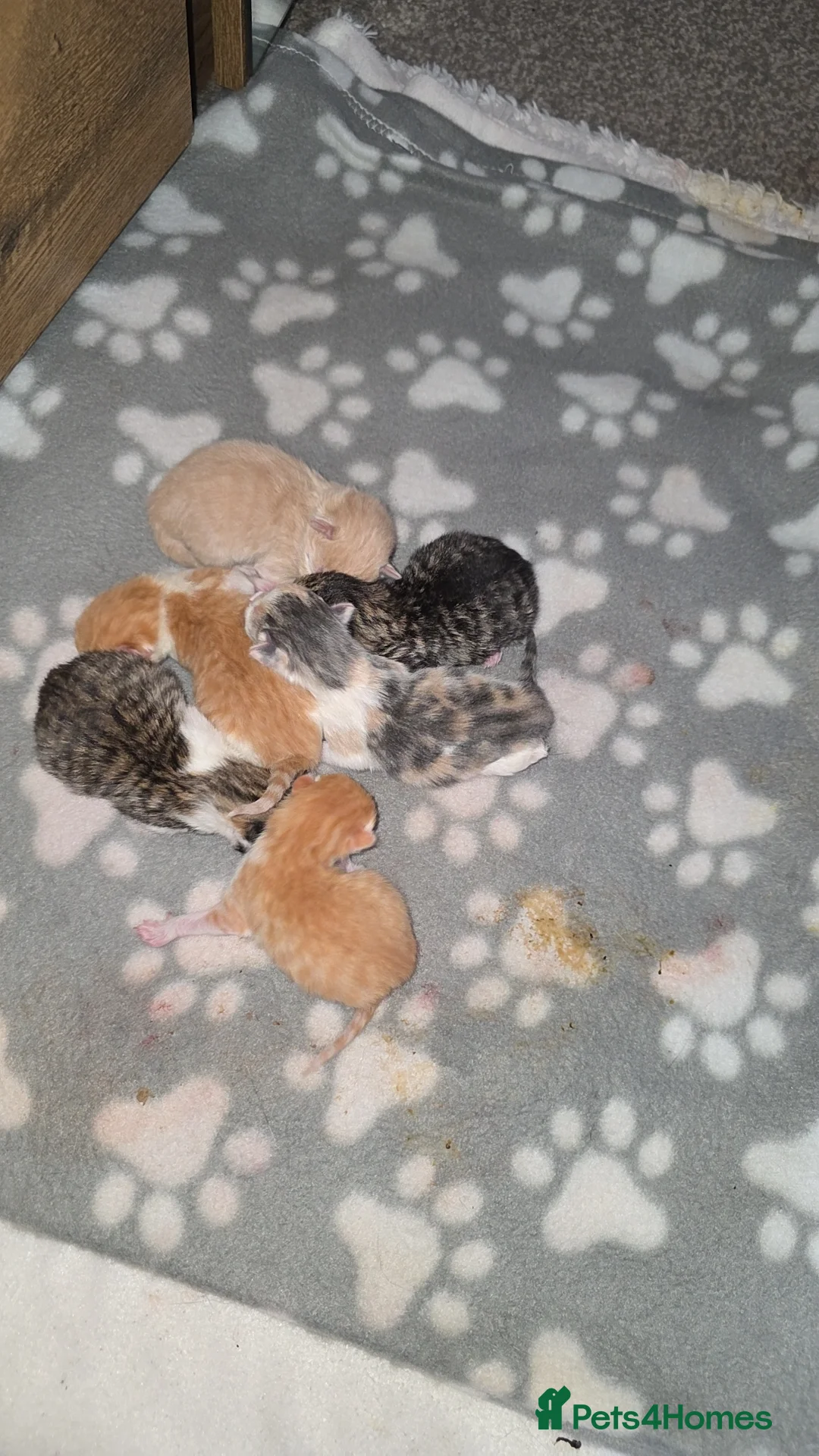 Mixed Breed cats for sale: 5 beautiful kittens looking for there forever home in Bolton - Advert 1