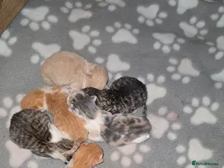 Mixed Breed cats 5 beautiful kittens looking for there forever home - Advert 3