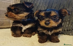 Yorkshire Terrier dogs for sale: Gorgeous puppies❤️❤️🩵🩵 - Advert 11